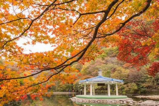 전북(전라북도) 내장산 가을 백양사 단풍 여행