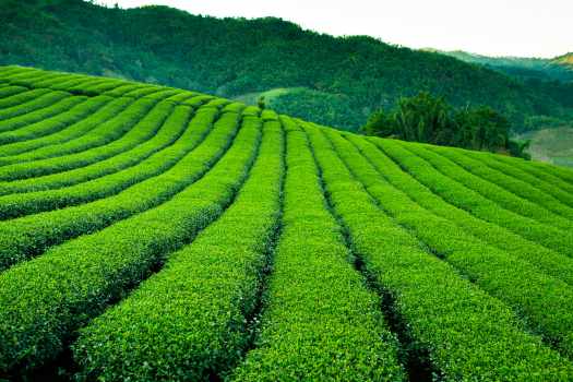 tea plantation Taiwan Oolong 대만 우롱